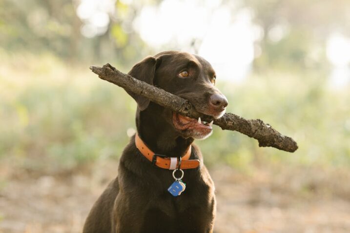 Códigos QR para placas de identificación: Asegura a tu mascota con un toque inteligente