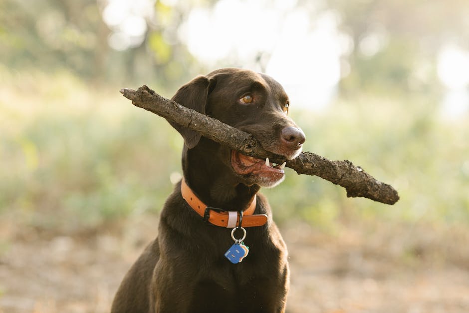 cuáles son las mejores placas de identificación para perros