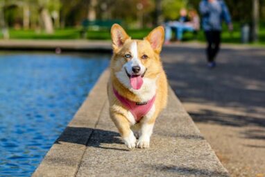 Etiqueta identificativa para mascotas Generador de códigos QR